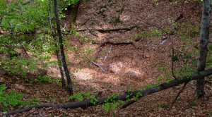 The deadly 'Bird Cemetery'. (Picture from http://www.budoshegy.ro/en/utovulkani-mukodesek.php)